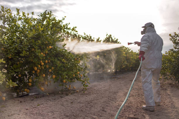 Best Local Pest Control Services  in Justice, OK