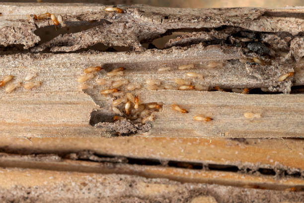 Best Affordable Pest Control Services  in Justice, OK