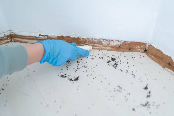 Best Affordable Pest Control Services  in Justice, OK